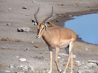 game safari im etosha nationalpark namibia