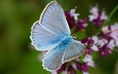 Common Blue (Plebejus idas) is a species of day butterfly of the Lycaenidae family.