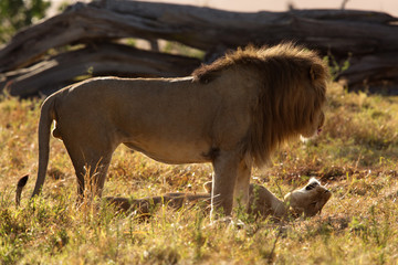 Mating pair at Masai Mara, Kenya