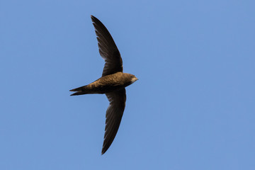 common swift (Apus apus) in flight