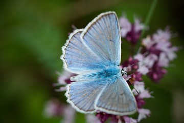 Common Blue (Plebejus idas) is a species of day butterfly of the Lycaenidae family.