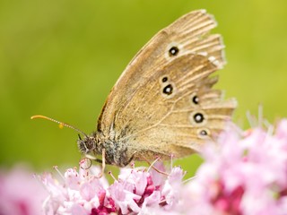 Thyme has miraculous effects on mental well-being. Those who drink a cup of thyme tea in the morning instead of coffee will quickly feel its beneficial effects - mental freshness