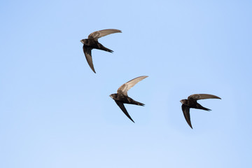 common swift (Apus apus) in flight