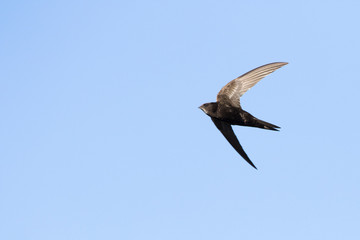 common swift (Apus apus) in flight