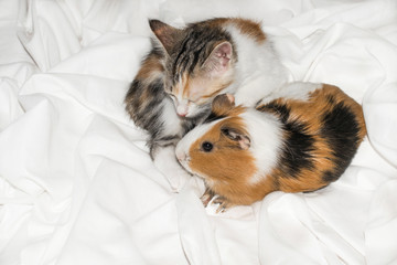 Guinea pig and kitten small tricolor white red on white background for design