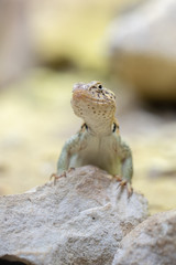 lizard on rock