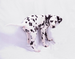 Dalmatian Puppy