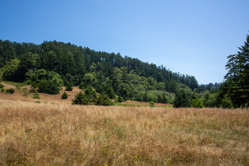 Obraz premium Field of Trees