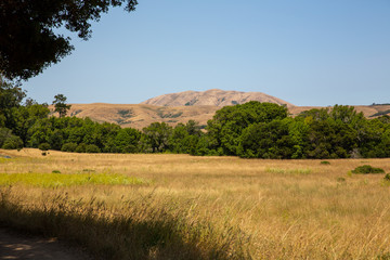 Fototapeta premium Field of Trees