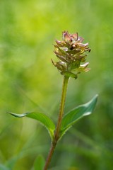 Prunella vulgaris (Prunella vulgaris) is a herbaceous plant of the labiatae family.