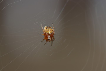 Spiders in the garden in Germany with net and taken as macro in best quality