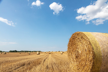 Fototapeta na wymiar round straw bales lie on the field after the grain harvest