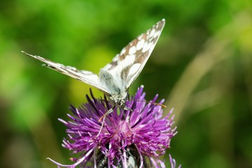 Timothy Ringlet (Melanargia galathea) is a medium-sized butterfly from the Bracelet family.