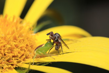 yellow Spiders in the garden