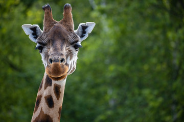 Giraffe portrait
