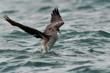The Socotra cormorant flapping and shaking its wings, Bahrain 