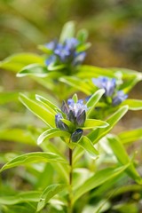 Fototapeta na wymiar Willow Gentian (Gentiana asclepiadea) is a medium-tall, blue-flowering mountain herb