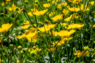 alpenblumen im sommer