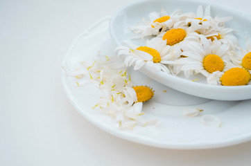 Fototapeta na wymiar White plate for spa treatments with daisies flowers on a white background.