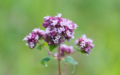 Thyme has miraculous effects on mental well-being. Those who drink a cup of thyme tea in the morning instead of coffee will quickly feel its beneficial effects - mental freshness