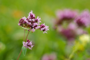Thyme has miraculous effects on mental well-being. Those who drink a cup of thyme tea in the morning instead of coffee will quickly feel its beneficial effects - mental freshness
