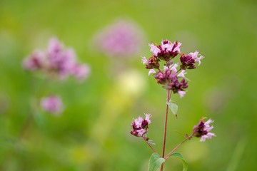 Fototapeta premium Thyme has miraculous effects on mental well-being. Those who drink a cup of thyme tea in the morning instead of coffee will quickly feel its beneficial effects - mental freshness