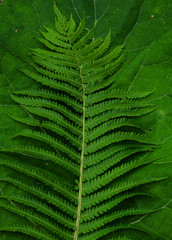 wall fern, frond, папоротник