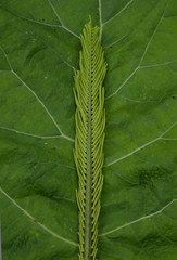 burdock, fern, лопух, папортник