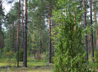 green forest with growing trees grass foliage for fresh air