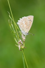 Common Blue (Plebejus idas) is a species of day butterfly of the Lycaenidae family.