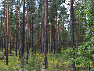 green forest with growing trees grass foliage for fresh air