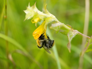 Prunella vulgaris (Prunella vulgaris) is a herbaceous plant of the labiatae family.