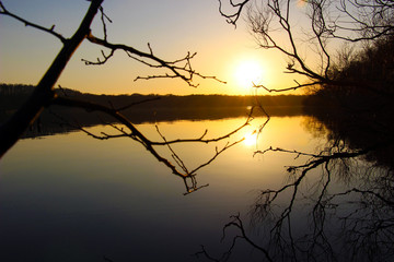 Fototapeta premium Coucher de Soleil doré - silhouette d'arbre 2