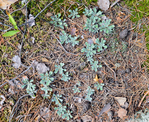 living woody texture of forest tree bark