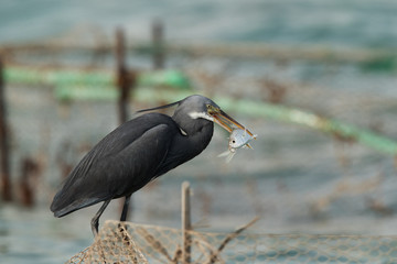 Western reef heron with fish, Bahrain 