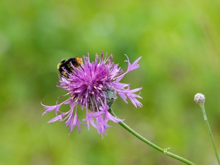 Cornflower meadow is like other cornflowers and pylod&aacute;rn&aacute; excellent nectar plant. It blooms until autumn.