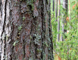 green forest with growing trees grass foliage for fresh air