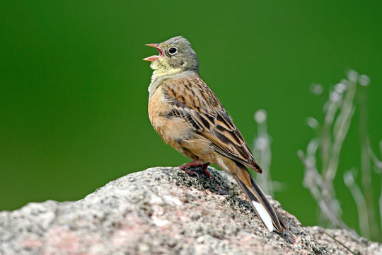 Ortolan (Emberiza hortulana) im Nationalpark Prespa, Griechenland - Ortolan bunting on Mt. Varnous in Prespa National Park