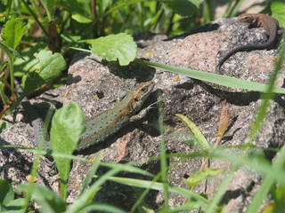 Young lizard basking in the sun. Lacerta agilis. Sand lizard.