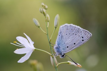 Common Blue (Plebejus idas) is a species of day butterfly of the Lycaenidae family.