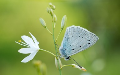 Common Blue (Plebejus idas) is a species of day butterfly of the Lycaenidae family.
