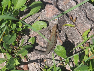 Young lizard basking in the sun. Lacerta agilis. Sand lizard.