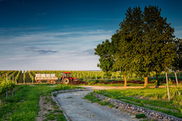 Fototapety na wymiar - Fototapeta24.pl