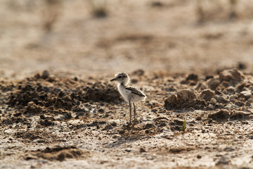 The Kentish plover cheek at Buhair lake, Bahrain 