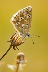 Common Blue (Plebejus idas) is a species of day butterfly of the Lycaenidae family.