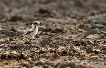 The Kentish plover cheek at Buhair lake, Bahrain 