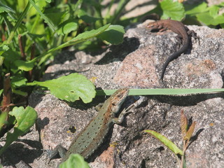 Young lizard basking in the sun. Lacerta agilis. Sand lizard.