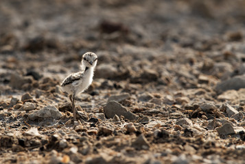 The Kentish plover cheek at Buhair lake, Bahrain 