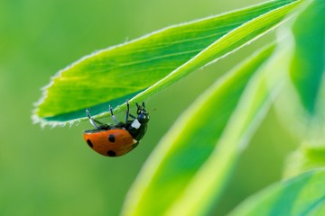 Ladybug (Coccinella septempunctata), also known as ladybug, ladybug or sunshine, is the most common ladybug in Europe.