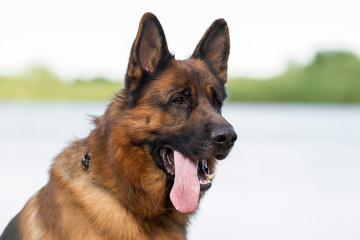 German shepherd dog on a beach